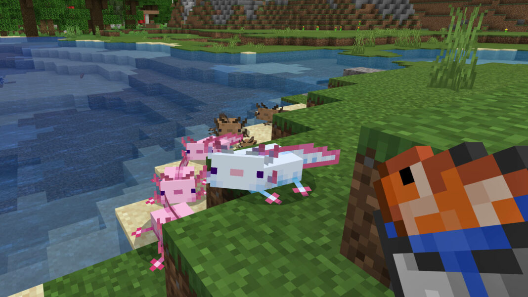 How to tame axolotls in Minecraft?