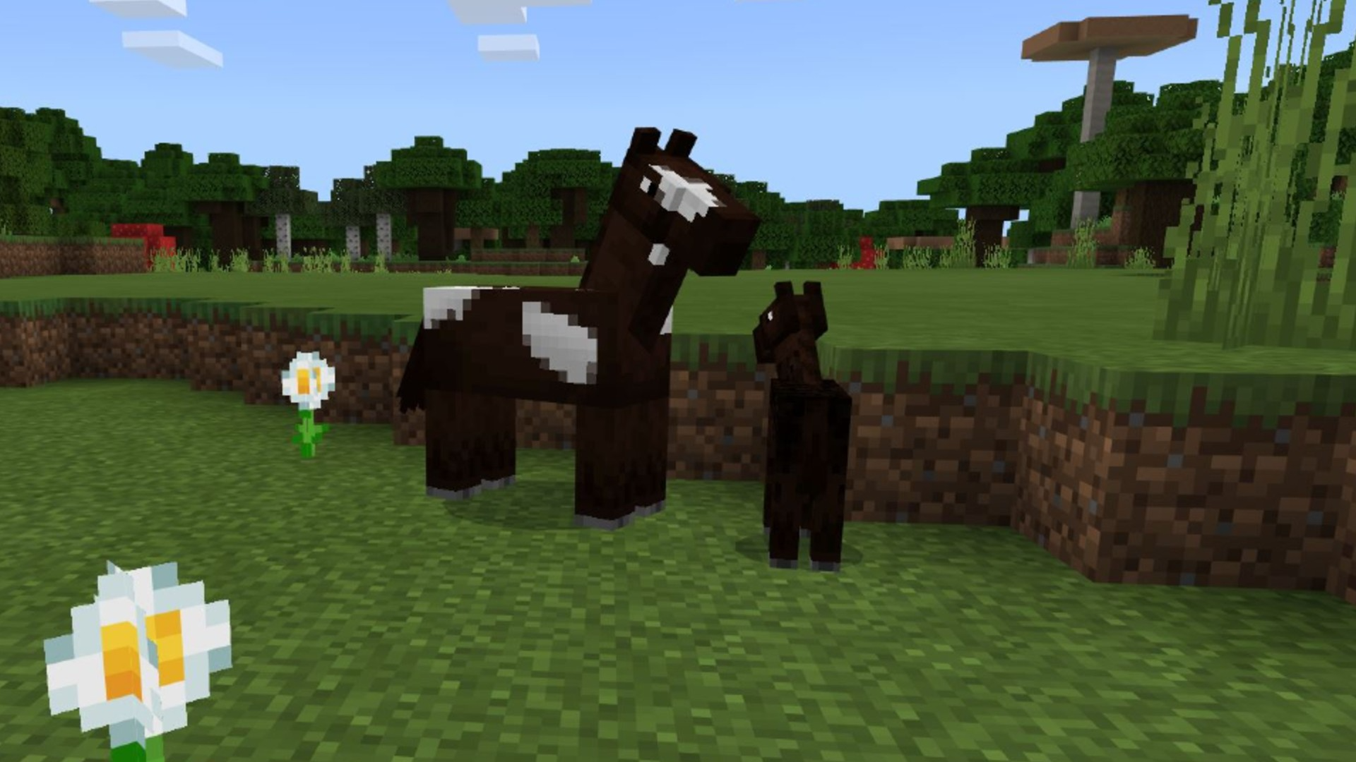 Where can you Find a Horse?